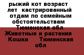 рыжий кот возраст 9 лет, кастрированный, отдам по семейным обстоятельствам - Тюменская обл. Животные и растения » Кошки   . Тюменская обл.